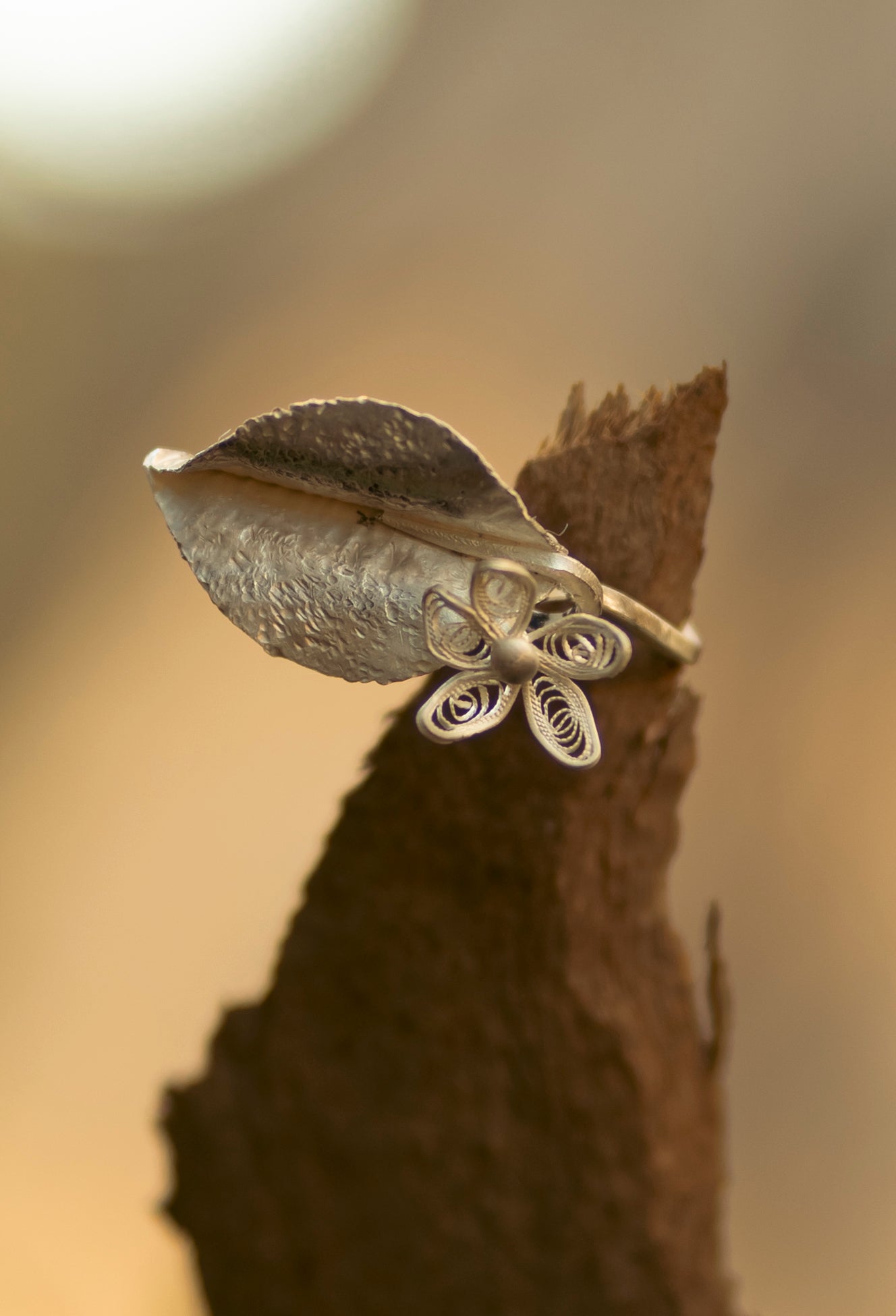 Ring of birth of Chrysanthemum