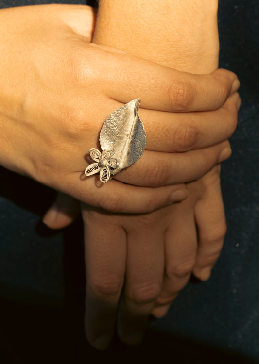 Ring of birth of Chrysanthemum